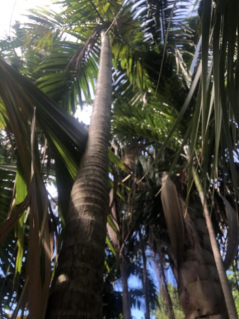 E5846DD0-D47E-4A63-B002-56864F5834C1.thumb.jpeg.8a31f976a8373782dff67e653b120f6f.jpeg