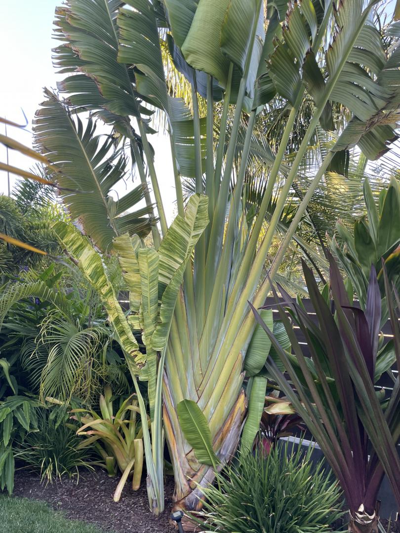 Ravenala Madagascariensis (Travellers Palm) - Uber Nursery