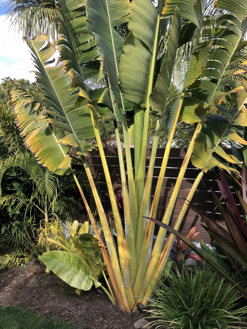 Ravenala Madagascariensis (Travellers Palm) - Uber Nursery