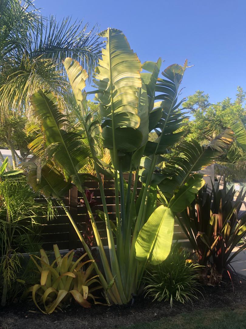 Ravenala Madagascariensis (Travellers Palm) - Uber Nursery