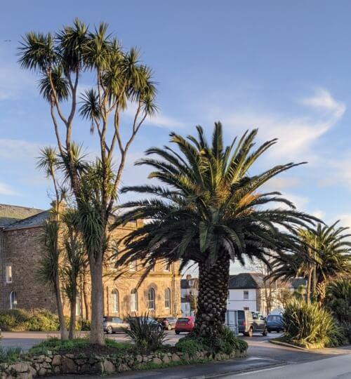 Penzance-palms-St-Johns-Hall-1-500x540-1.jpg.d5bf50548b8ddf919b96346400240c14.jpg