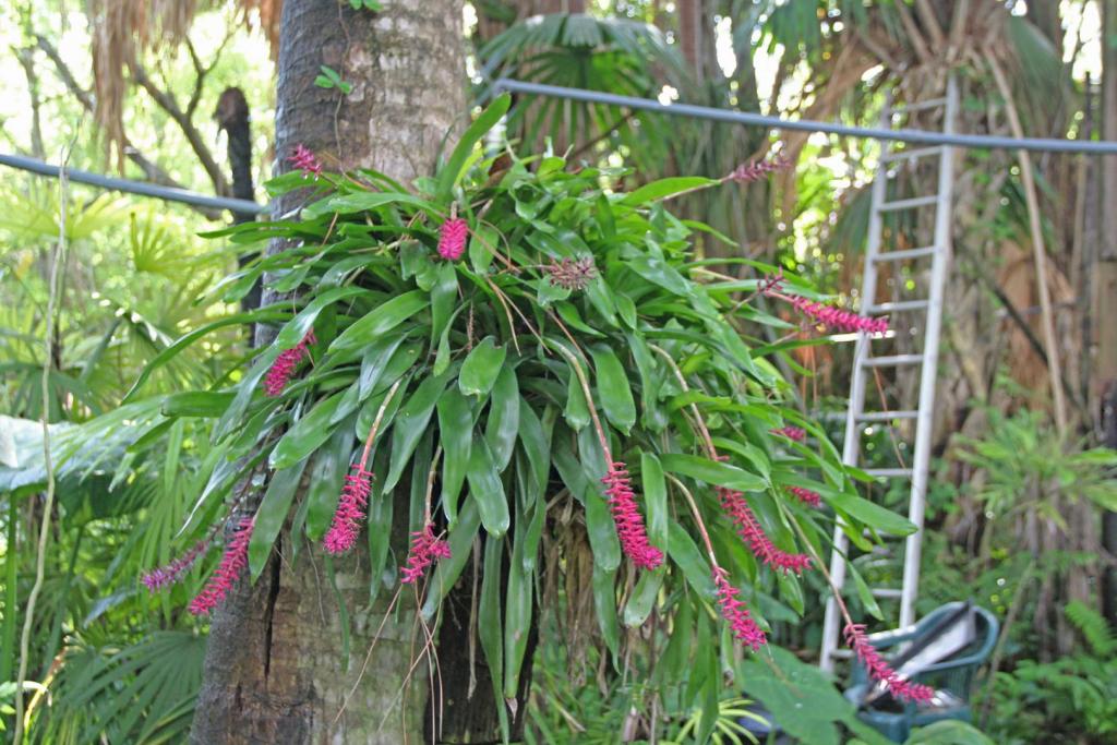 neoregelia66.jpg