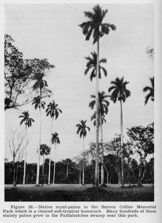 royalpalm1.PNG.2fea97a26e8acd8d2ff179489da74b7f.PNG