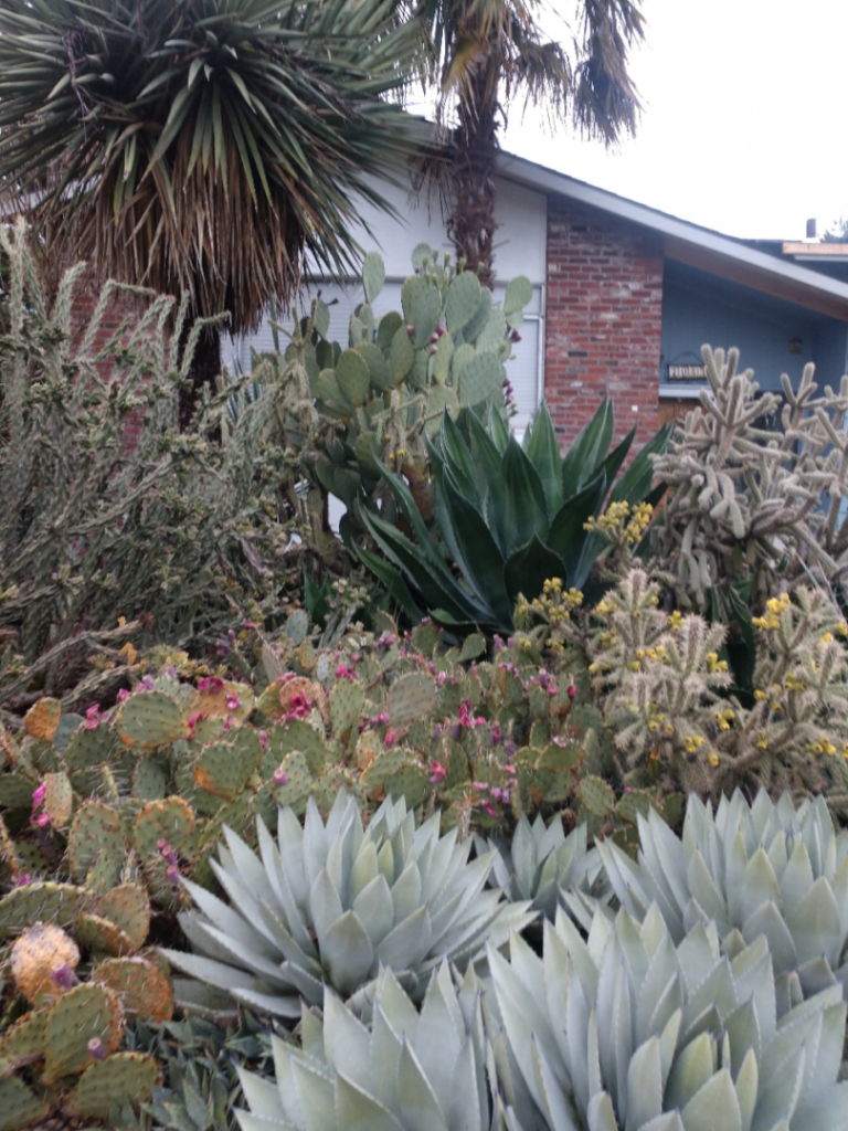 Trachycarpus fortunei and Yucca schottii in background.jpg