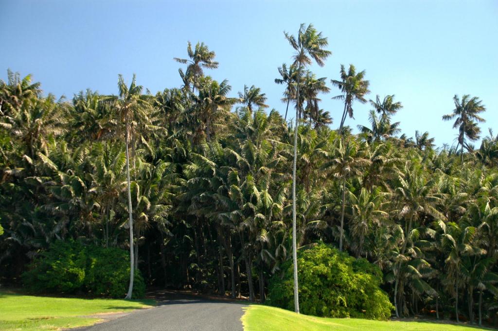 Endemic_Howea_forsteriana_Palms-_Neds_Beach,Lord_Howe_Island.jpg