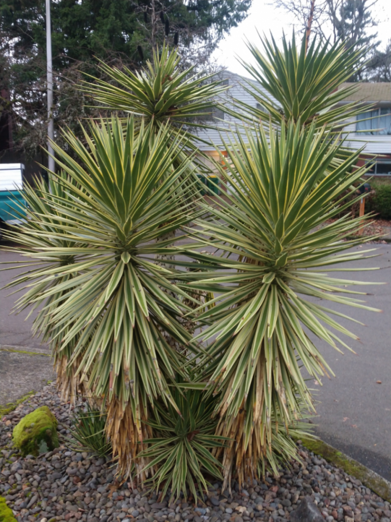 Yucca aliofolia variegated 8 feet tall.jpg