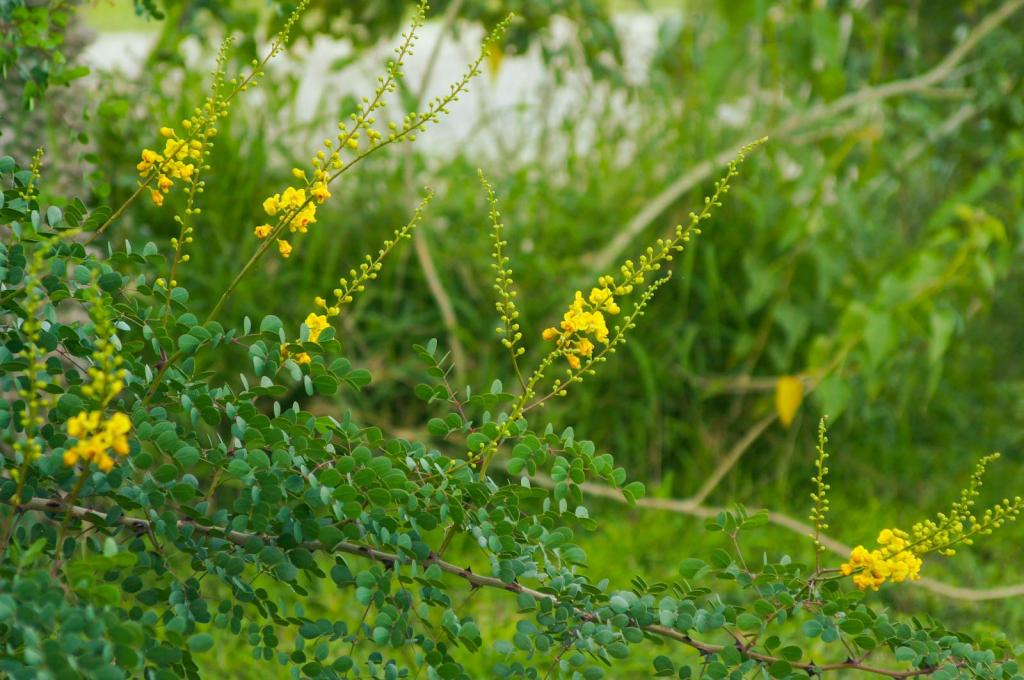 Cascalote bloom.JPG