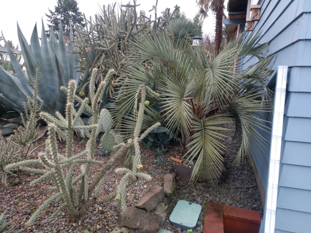 Butia capitata (odorata), Pindo Palm.jpg