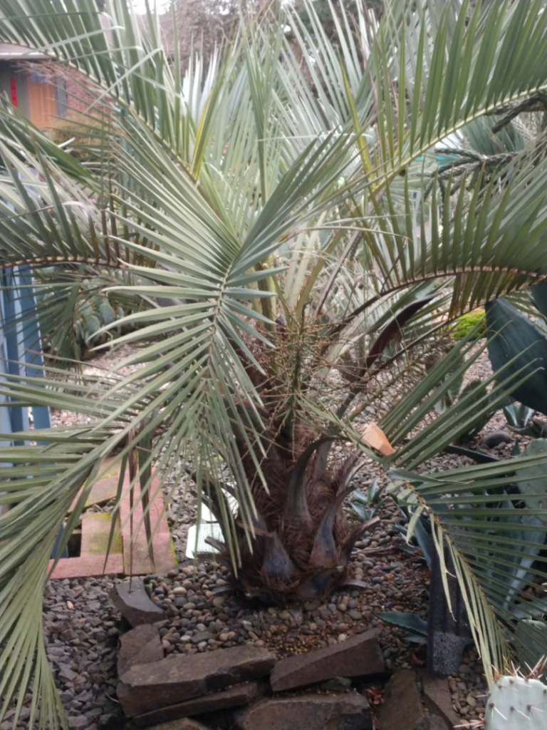 Pindo palm closeup.jpg