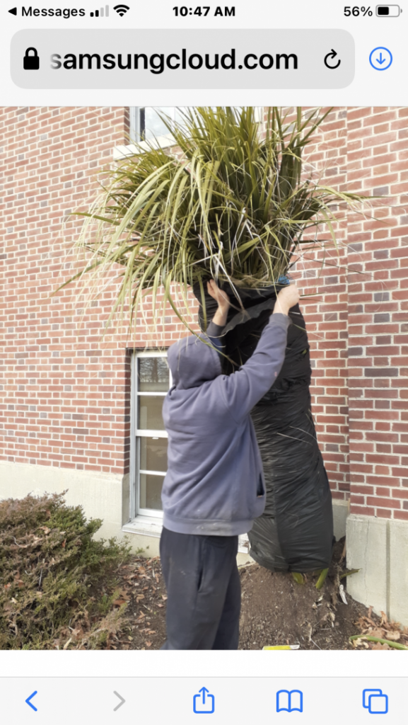 DrZ wrapping the Sabal palm dec 2021.PNG