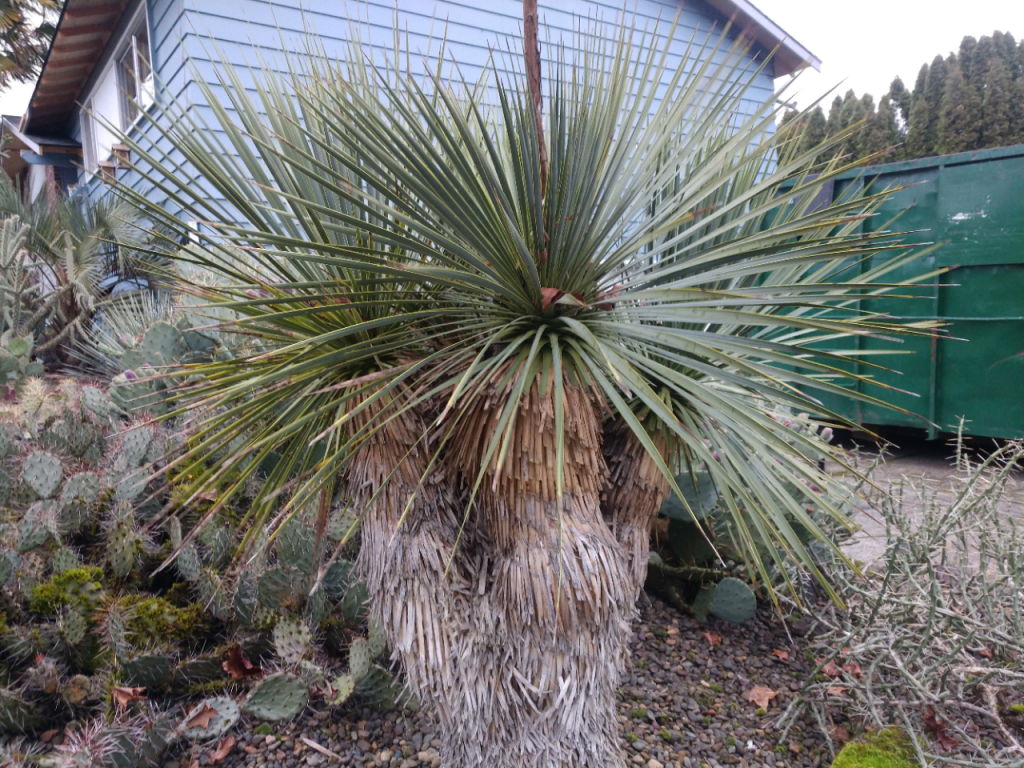 Yucca rostrata- 4 heads.jpg