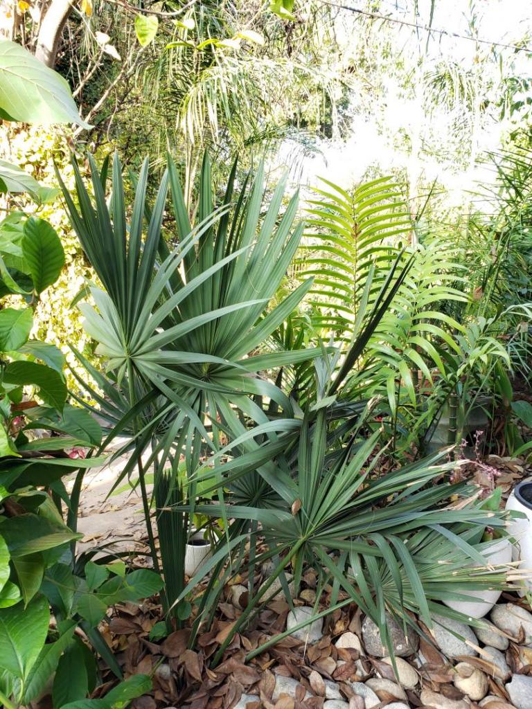 Sabal birmingham COLD HARDY PALMS PalmTalk