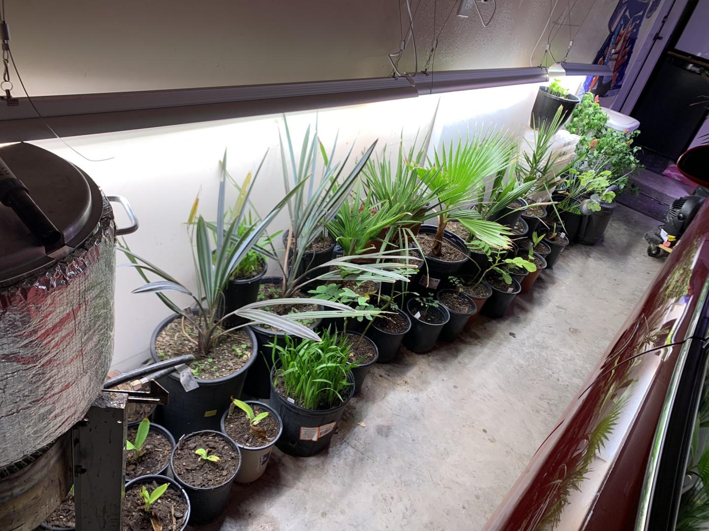 Good Grow Lights? PALMS IN POTS PalmTalk