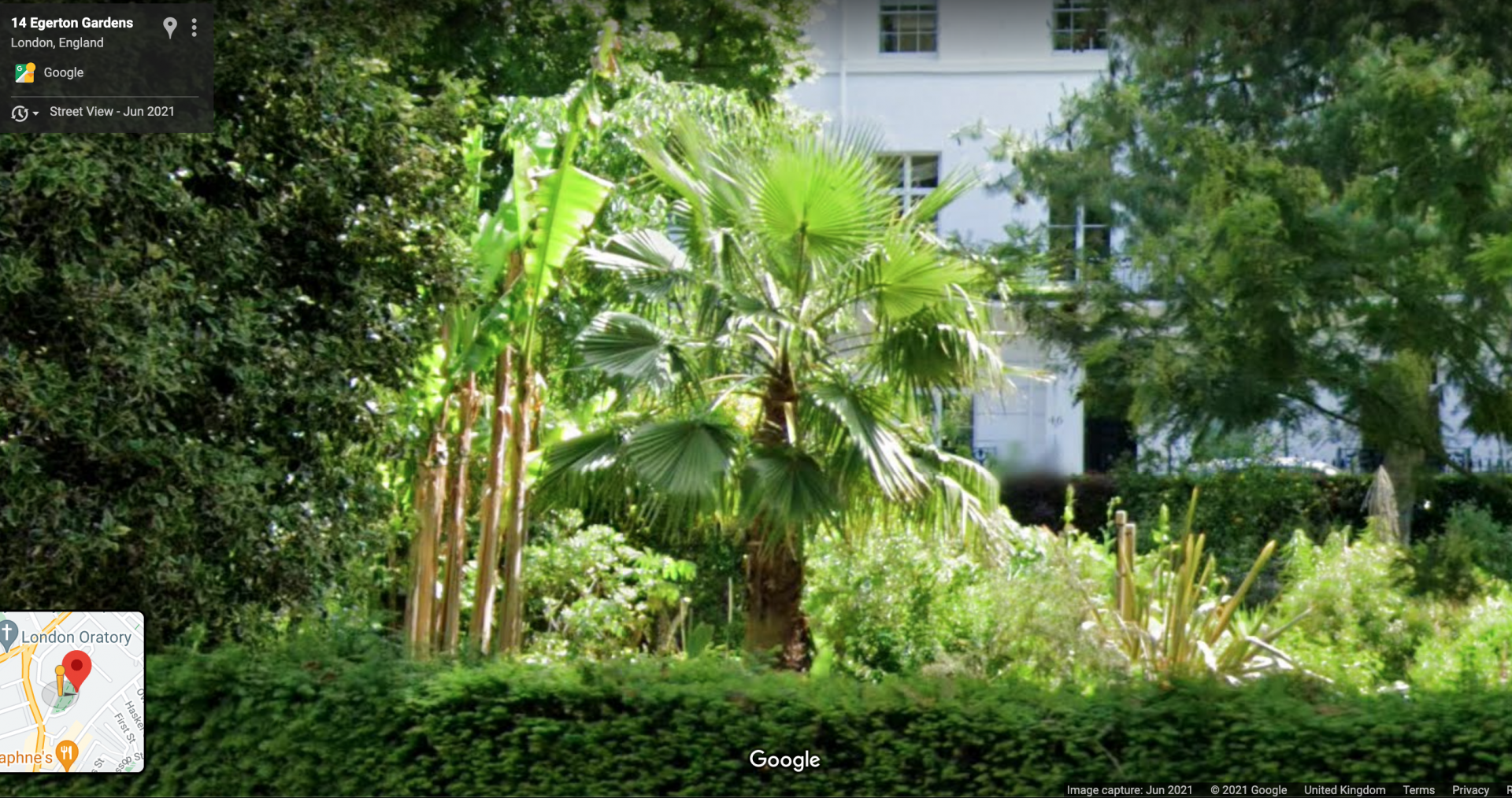 London Washingtonia update 2021
