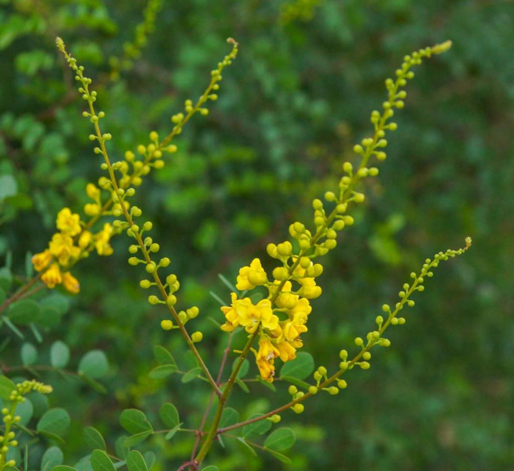 Cascalote bloom2.JPG