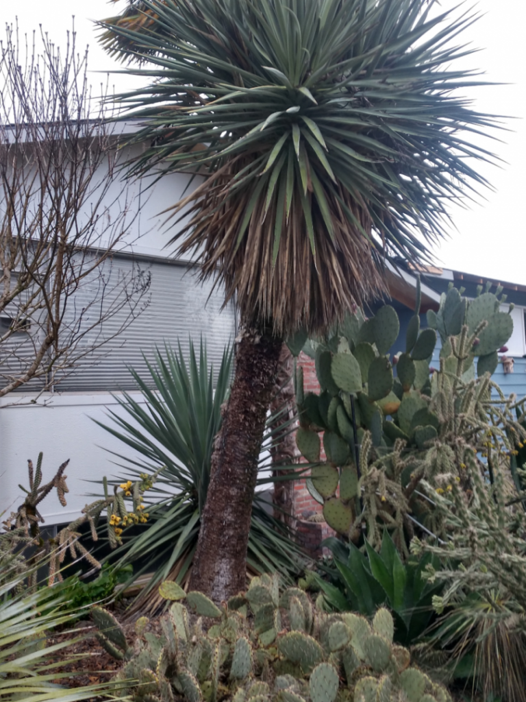 Yucca schottii with offset at base, & Trachy trunk behind to right.jpg