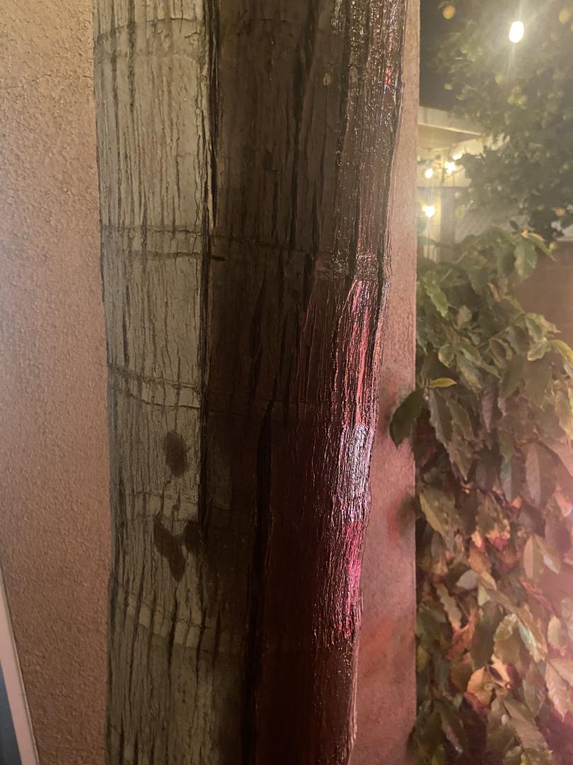wet trunk one side - king palm