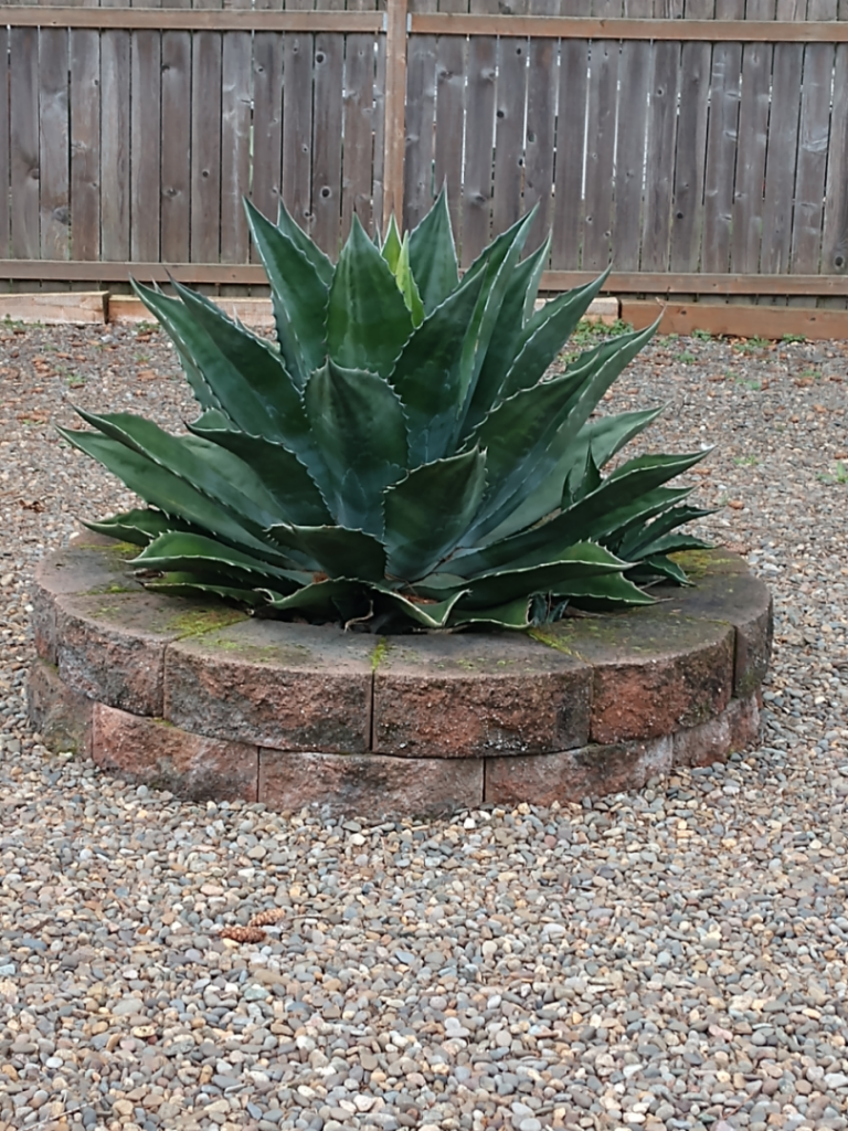 agave green goblet-clinic.jpg