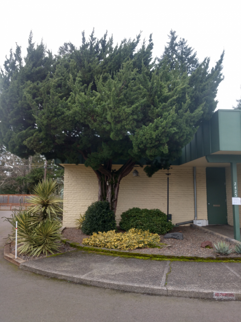 juniper tree-clinic.jpg