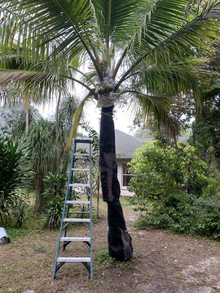 Insulated coconut palm 1.jpg