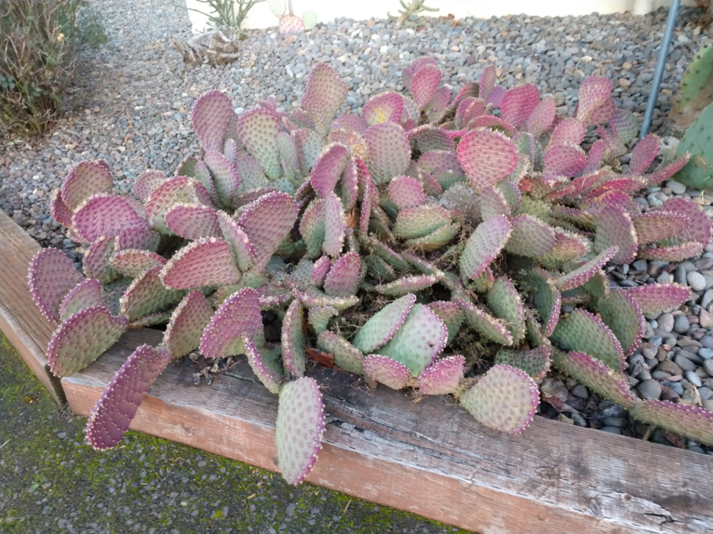 Opuntia basilaris purple.jpg