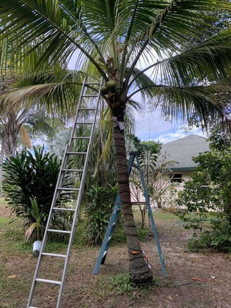 Coconut with heating cables.jpg