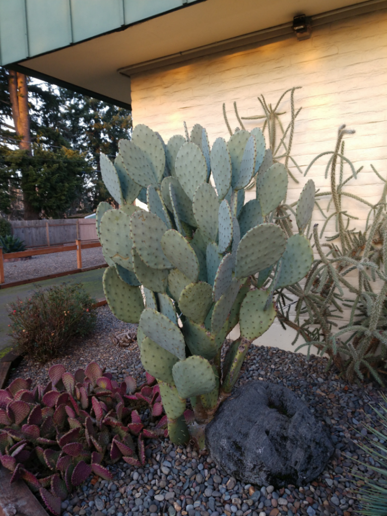 tall prickly pear.jpg