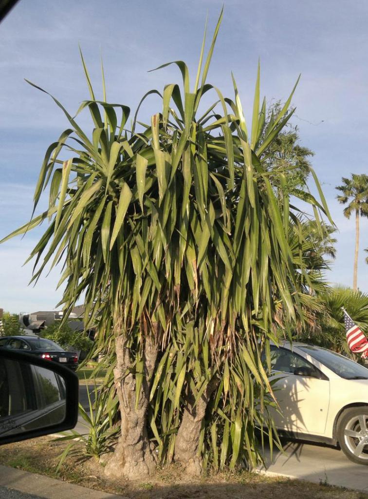 Yucca elephantipes tropical.jpg