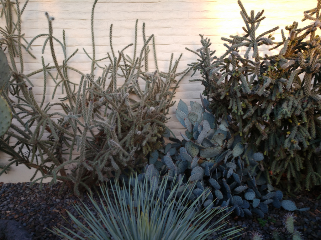 Chollas and prickly pear- clinic.jpg