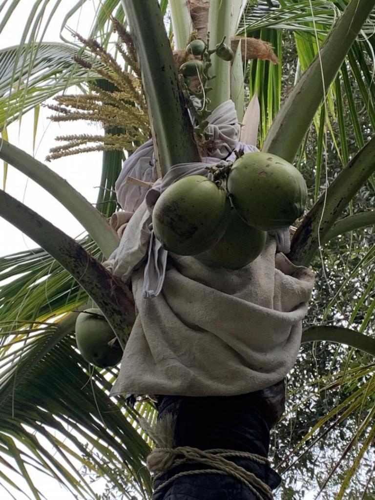 Insulated coconut palm 2.jpg