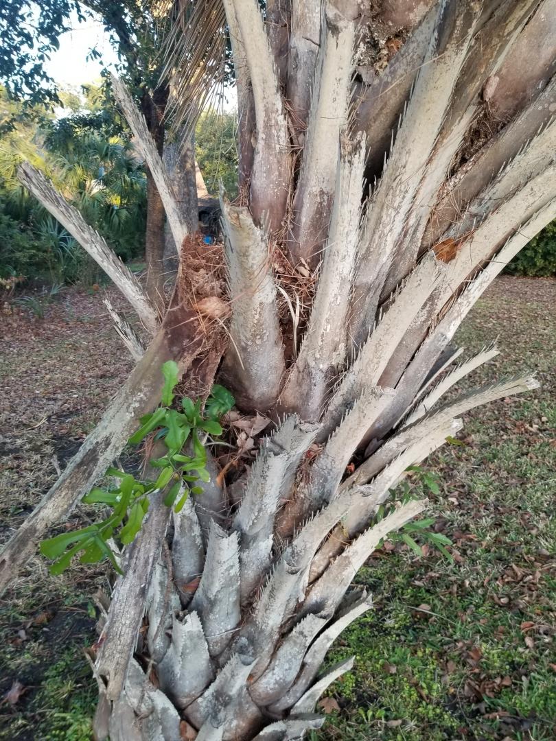 Is my palm sick? DISCUSSING PALM TREES WORLDWIDE PalmTalk