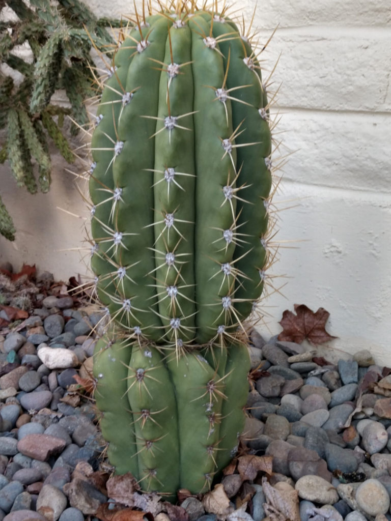 Argentinian Saguaro.jpg