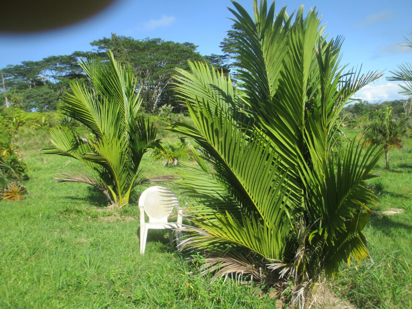 Care of Masoala kona DISCUSSING PALM TREES WORLDWIDE PalmTalk