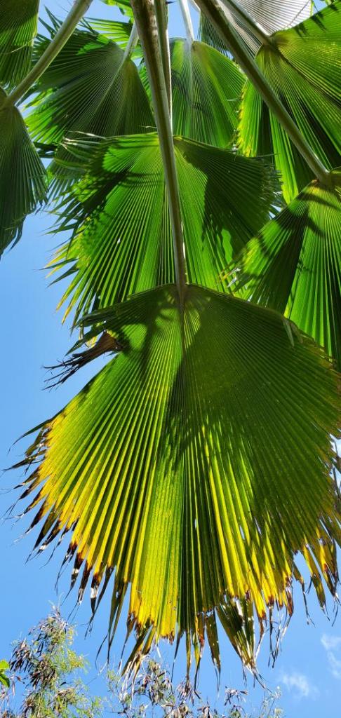 Pritchardia beccariana20210417_093758.jpg