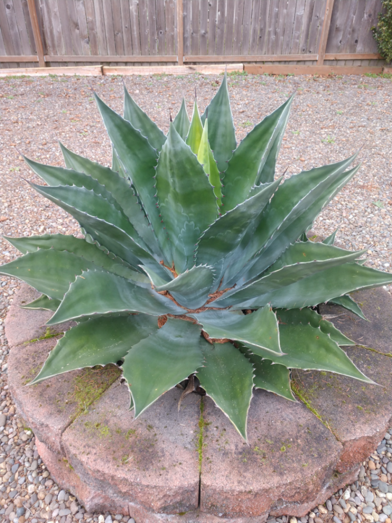 Agave- green goblet clinic closeup.jpg