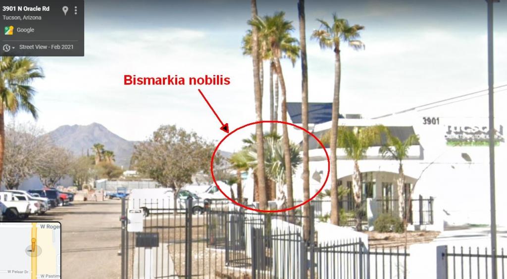 Bismarkia-Tucson.jpg