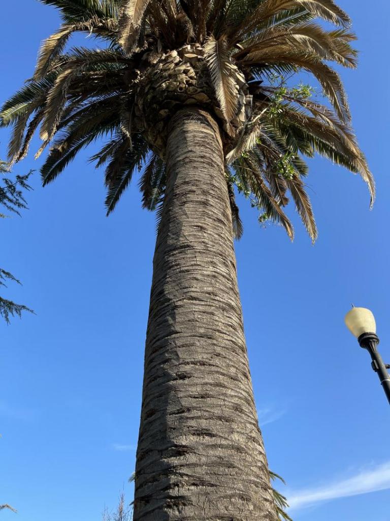 Trying again Shaved Canary Island date palms phots DISCUSSING PALM