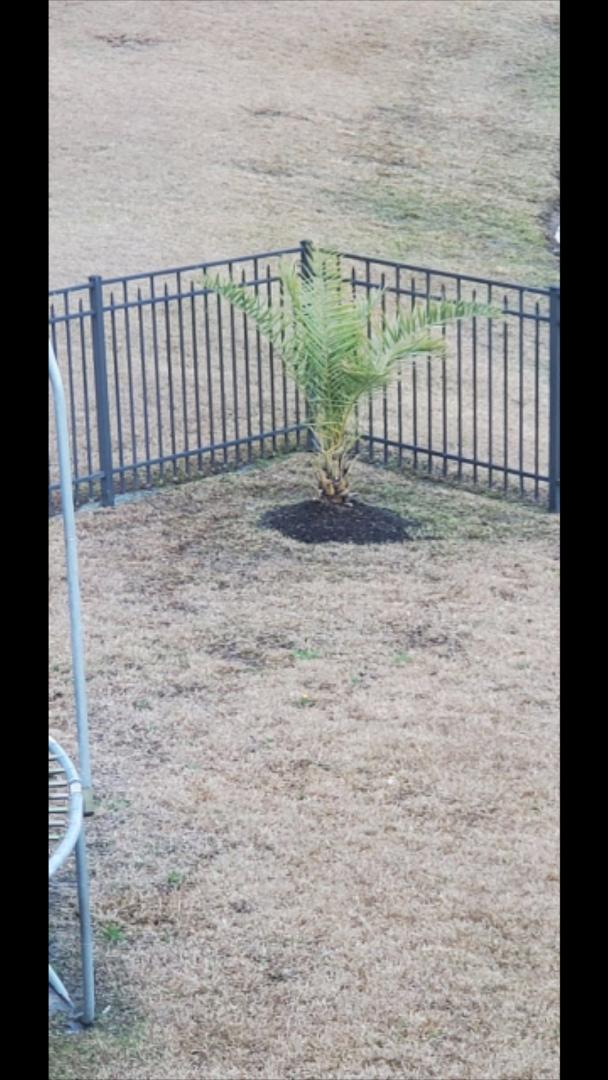 Myrtle Beach Phoenix sylvestris Unfazed By Cold COLD HARDY PALMS