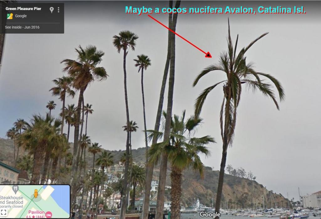 cocos-in-avalon.jpg