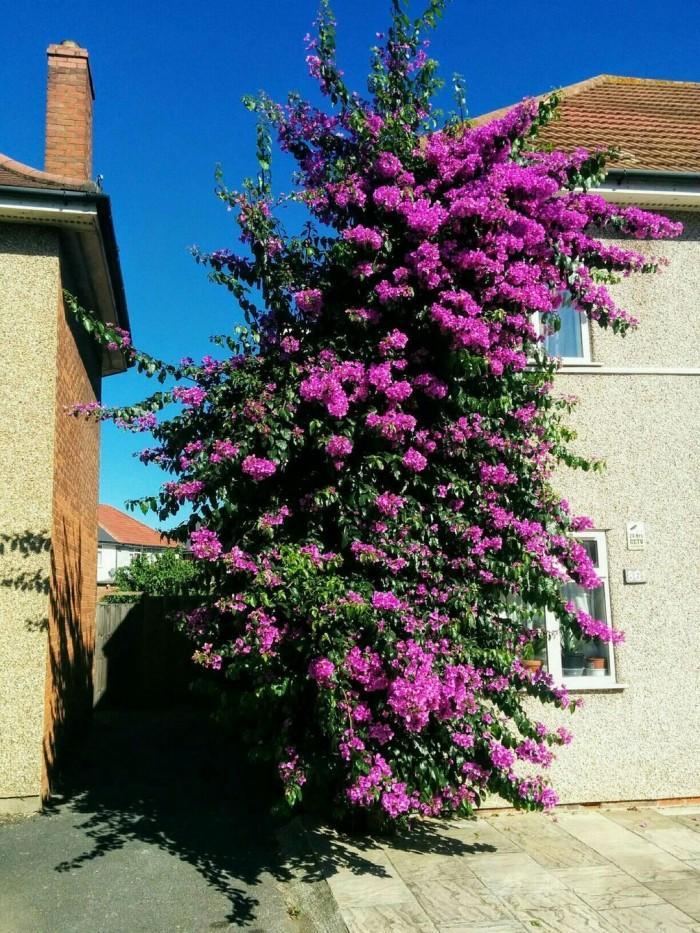 dagenhambougainvillea.jpg.39417edb969ea20f88a0ae7ae51cadf9-1.jpg.804d308e98154e0b2abdc7f4935b8017.jpg