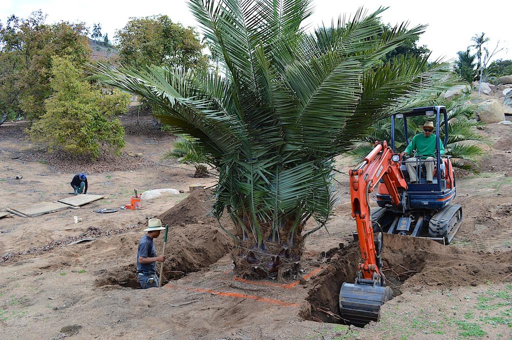 jubaea-chilensis-trenching-transplant.jpg.8fba7802f1afac0199f7f300d08061a8.jpg