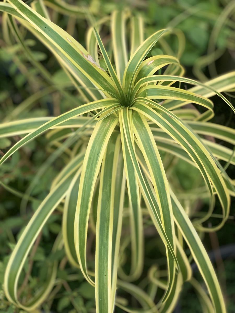 Variegated Ponytail Palm