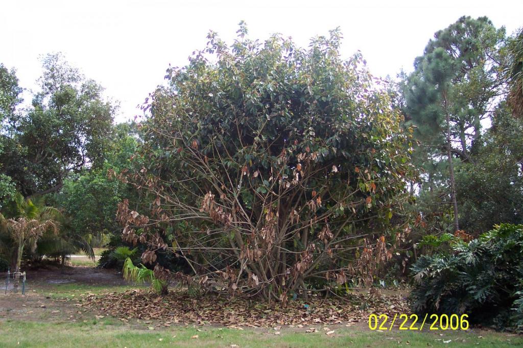 Ficus altissima.jpg