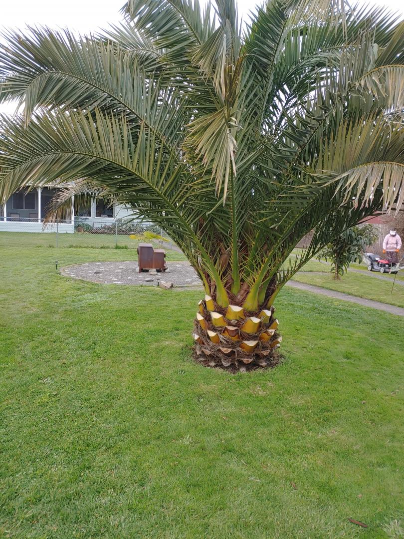 Canary Island date palm clean up.. - COLD HARDY PALMS - PalmTalk