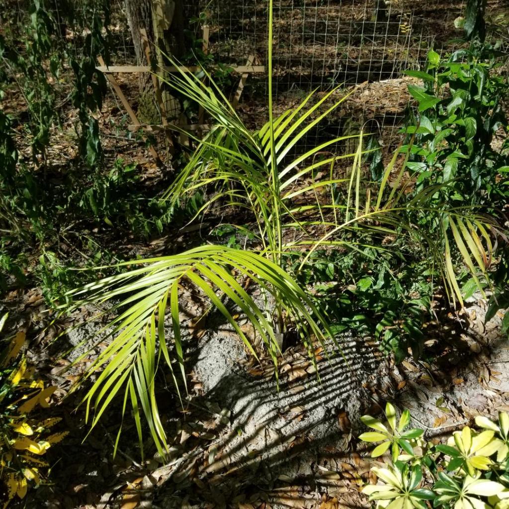 Dypsis carlsmithii at 27.jpg