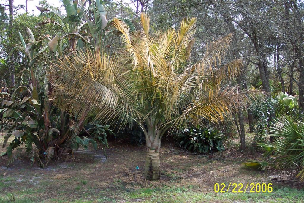 Majesty palm.jpg