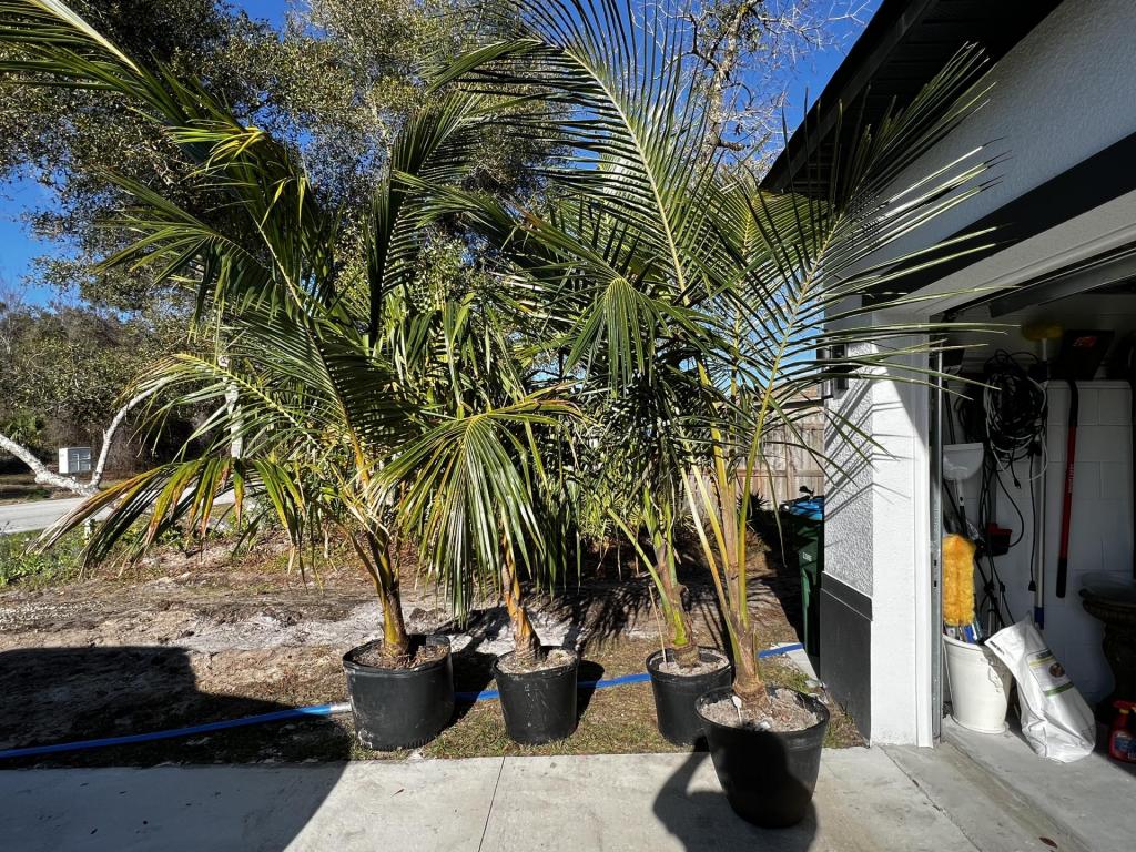 Coconut palms for sale near Orlando For Sale PalmTalk