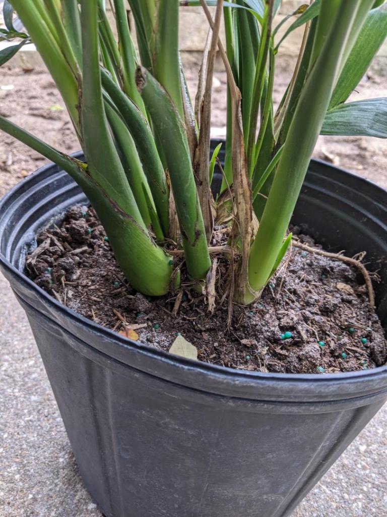 Cat palm variation COLD HARDY PALMS PalmTalk