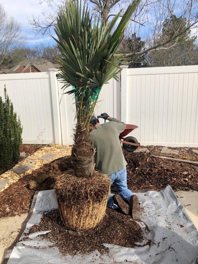 plantedpalm2.jpg
