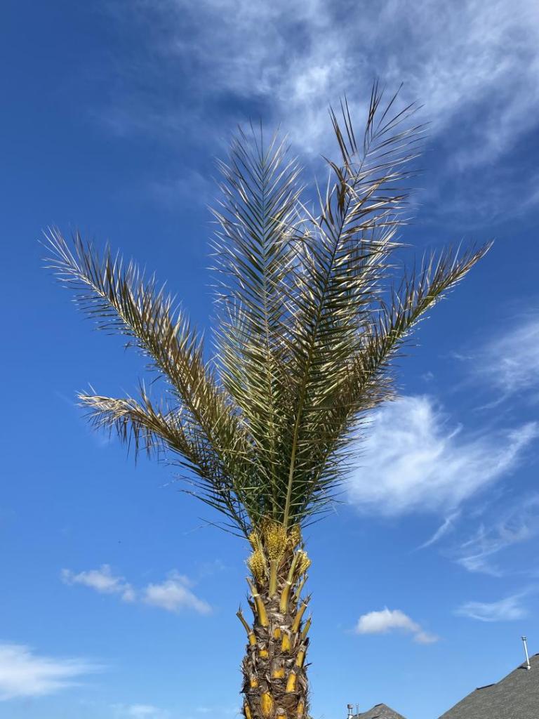 Yellowing spears on Sylvester palm DISCUSSING PALM TREES WORLDWIDE